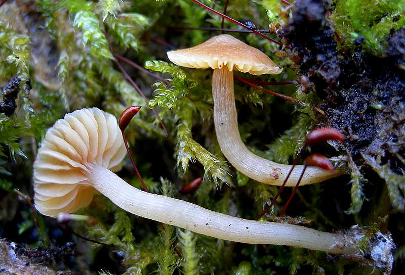 Specie 2006 : Galerina laevis    (Pers.)   Singer